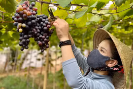 Thăm vườn nho hữu cơ ở Ia Grai