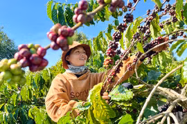 Gia Lai: Kim ngạch xuất khẩu 6 tháng đầu năm ước đạt 525 triệu USD