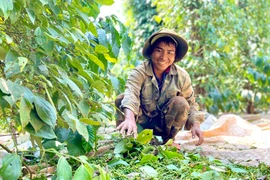 Hồ tiêu tăng giá, nông dân phấn khởi vào vụ thu hoạch