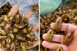 Gia Lai: Cần nâng cao cảnh giác trước thông tin thu mua xác ve sầu