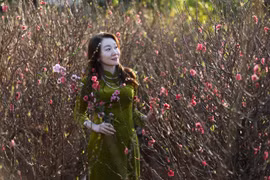 Ngắm đào xứ Bắc trên đất Gia Lai