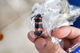 Ăn sâu ban miêu, 1 thanh niên ở Gia Lai tử vong