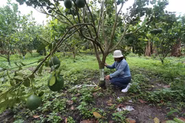 Công an huyện Chư Păh: Điều tra vụ chặt phá vườn cây ăn trái của người dân 
