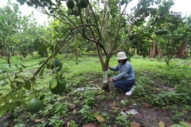 Công an huyện Chư Păh: Điều tra vụ chặt phá vườn cây ăn trái của người dân 