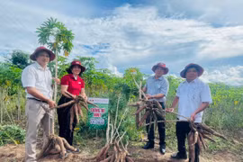 Giống mì HN1 chống bệnh khảm lá, năng suất 1 ha ước đạt 35-40 tấn. Ảnh: Vũ Chi