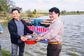 Sau 4 tháng triển khai, 1 con cá rô phi đơn tính Genomar Na Uy thương phẩm đạt trọng lượng khoảng 1 kg. Ảnh: Lê Tám