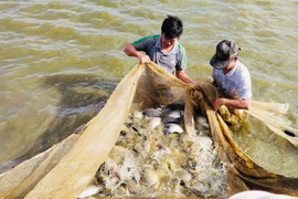 Nhờ áp dụng đúng quy trình kỹ thuật, cá rô phí đơn tính Genomar Na Uy thương phẩm sinh trưởng, phát triển nhanh. Ảnh: Lê Tám