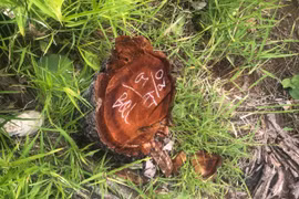 Tiếp diễn tình trạng phá rừng trái phép tại xã biên giới Ia Mơ