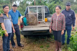 Vườn Quốc gia Kon Ka Kinh thả 3 cá thể khỉ đuôi lợn về rừng