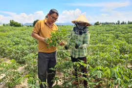 Hỗ trợ mì giống KM 94 cho 41 hộ dân ở xã Chư A Thai
