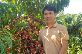 Hiệu quả kinh tế cao từ mô hình cà phê lười