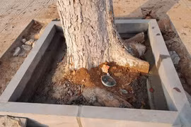 Một cây xanh bị chặt rễ khi đơn vị thi công vỉa hè đường Lê Duẫn. Ảnh: Người dân cung cấp