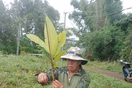 Phường Đống Đa: Trồng 250 cây xanh hưởng ứng tháng hành động vì môi trường