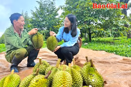 Sport Farm vườn sầu riêng hữu cơ "có 1 không 2" ở Chư Păh