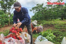 Gia Lai ngọt ngào mùa quả chín