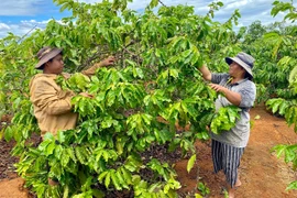 Gia Lai tăng cường lãnh đạo, chỉ đạo hoạt động tín dụng chính sách xã hội