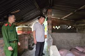 Pleiku: Xử phạt 8 cơ sở giết mổ vi phạm hành chính trong lĩnh vực thú y