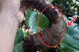 Ăn củ ráy chữa xương khớp, người phụ nữ bỏng niêm mạc