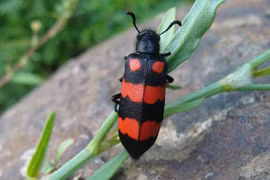 Nhập viện cấp cứu sau 30 phút ăn bọ cánh cứng