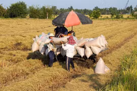 Giá gạo xuất khẩu của Việt Nam cao kỷ lục