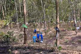 Xác chết cháy trong lô cao su ở Kon Tum nghi là kiểm sát viên công tác tại Gia Lai