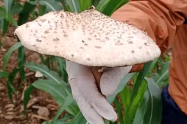 8 người trong gia đình bị ngộ độc do ăn nấm hái trong vườn