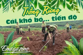 Trồng rừng: Cái khó bó... tiến độ