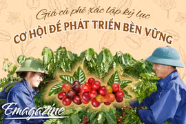 Giá cà phê xác lập kỷ lục: Cơ hội để phát triển bền vững