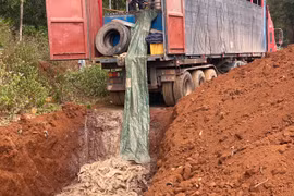 Gia Lai: Tiêu hủy 5,5 tấn cá tầm vận chuyển trái phép qua biên giới