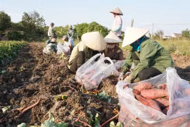 Khoai lang rớt giá, địa phương kêu gọi hỗ trợ kết nối tiêu thụ 