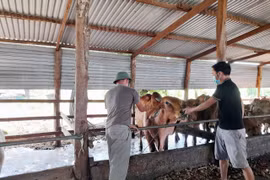 Chư Sê: 44 con bò nghi bị bệnh lở mồm long móng