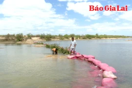 Sông Ba trơ đáy: Hàng trăm ha lúa đối mặt nguy cơ thiếu nước