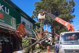 Một cây thông bị ngã đổ trên đường Nguyễn Du, TP. Pleiku