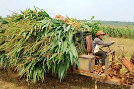 Chư Sê chuyển đổi hơn 300 ha cây trồng kém hiệu quả