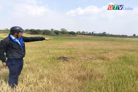 Chư Sê: Nắng hạn kéo dài, hàng trăm héc ta lúa bị thiệt hại