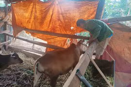 Chư Sê khống chế ổ bệnh lở mồm long móng