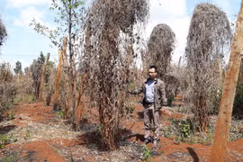 Vực dậy sau “cú sốc” hồ tiêu-Kỳ 2: Ồ ạt làn sóng ly hương