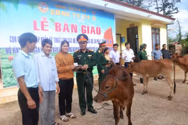 Công ty 74 hỗ trợ 60 con bò giống sinh sản cho người dân