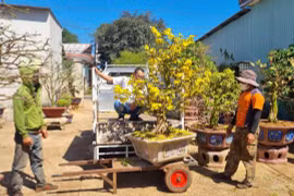 Nhà vườn tất bật chăm mai sau Tết