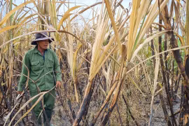 Một hộ dân bị cháy 2 ruộng mía chưa rõ nguyên nhân