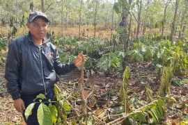 Công an vào cuộc điều tra vụ chặt phá 1.069 cây cà phê tại xã Ia Băng 