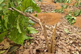 Hơn 1.000 cây cà phê ở Đak Đoa bị chặt phá 