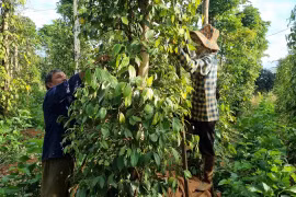 Nông dân Gia Lai tất bật vào vụ thu hoạch hồ tiêu