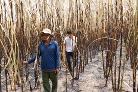 Gia Lai: Hơn 315 ha mía bị cháy khi đang thời kỳ thu hoạch