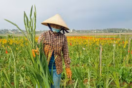 Hoa lay ơn nở sớm, người dân xã Trà Đa lỗ vốn