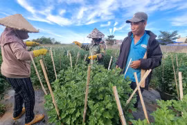 Nông dân Pleiku tất bật chăm sóc vụ hoa Tết Giáp Thìn 2024