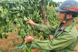 Mang Yang: Vườn chanh dây của người dân bị kẻ gian cắt đứt gốc cây