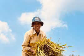 Mùa gặt trên cánh đồng vùng ven thành phố Pleiku 