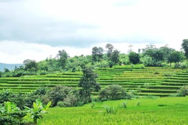 Ngắm vẻ đẹp hoang sơ của ruộng bậc thang tại làng Kol