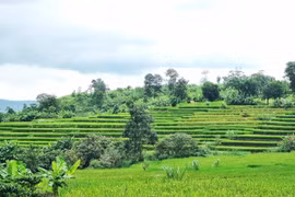 Ngắm vẻ đẹp hoang sơ của ruộng bậc thang tại làng Kol